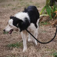 Winter, a female Border Collie for sale in Douglass, KS – Photo 8 of 9