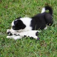 India, a female Border Collie for sale in Douglass, KS – 7 of 9