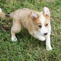 Isaac, a male Border Collie for sale in Douglass, KS – 2 of 4