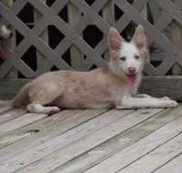 Trevor, a male Border Collie for sale in Douglass, KS – 5 of 9