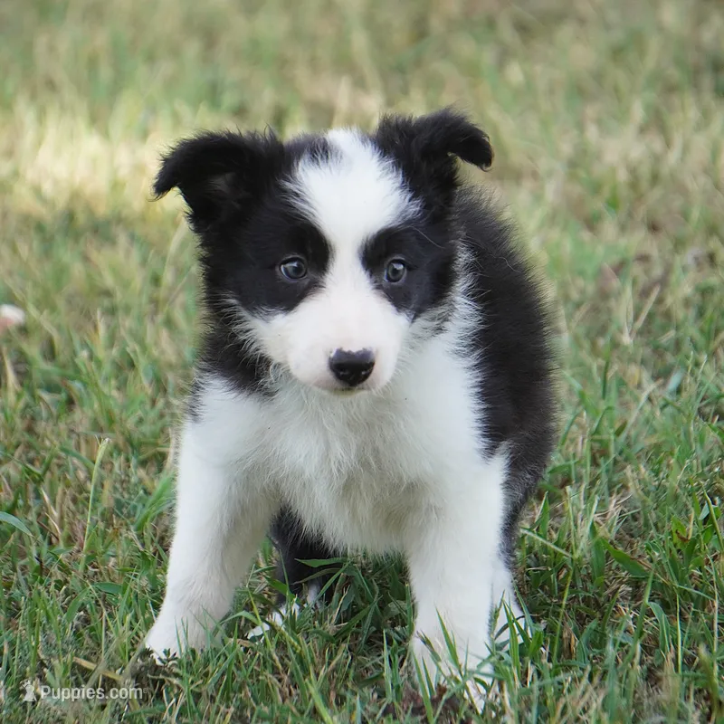 India – Border Collie puppy for sale in Douglass, KS