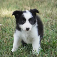 India, a female Border Collie for sale in Douglass, KS – 1 of 3