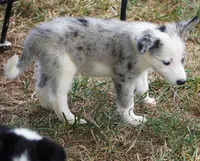 Orca, a male Border Collie for sale in Douglass, KS – 4 of 7