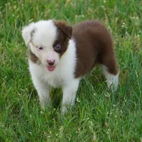 Tatum, a female Border Collie for sale in Douglass, KS – 3 of 4
