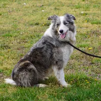 Titan, a male Border Collie for sale in Douglass, KS – 4 of 5