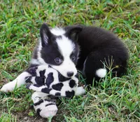Iris, a female Border Collie for sale in Douglass, KS – 3 of 5