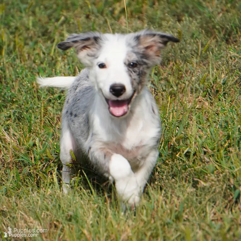 Orca, a male Border Collie for sale in Douglass, KS – 1 of 7