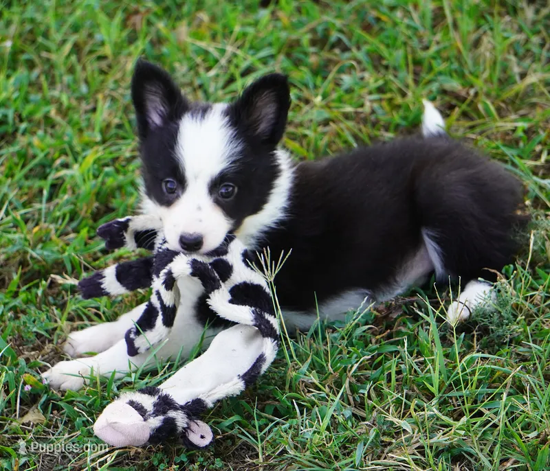 Iris – Border Collie puppy for sale in Douglass, KS