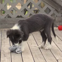 Cascade, a male Border Collie for sale in Douglass, KS – 4 of 7
