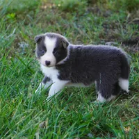 Nile, a female Border Collie for sale in Douglass, KS – 7 of 7