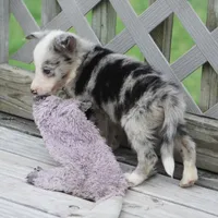 Ocean, a female Border Collie for sale in Douglass, KS – 2 of 3