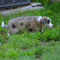 Titan, a male Border Collie for sale in Douglass, KS – 4 of 6