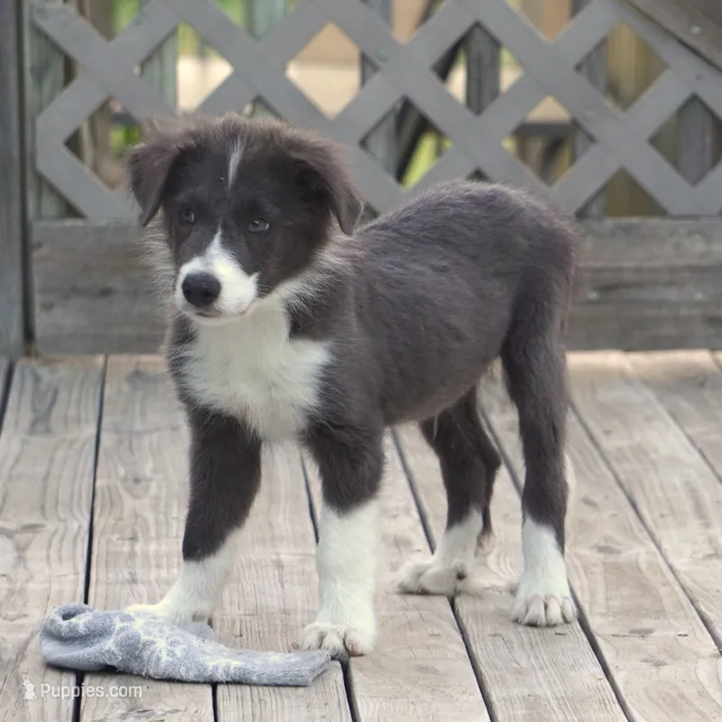 Cascade – Border Collie puppy for sale in Douglass, KS