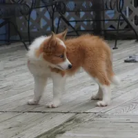 Nutmeg, a male Border Collie for sale in Douglass, KS – 2 of 5