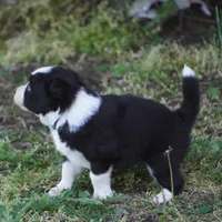 Namoura, a female Border Collie for sale in Douglass, KS – 1 of 3