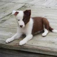 Tatum, a female Border Collie for sale in Douglass, KS – 4 of 7