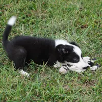 India, a female Border Collie for sale in Douglass, KS – 3 of 9