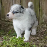 Caspian, a male Border Collie for sale in Douglass, KS – Photo 2 of 4
