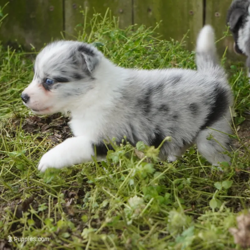 Caspian – Border Collie puppy for sale in Douglass, KS