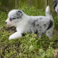 Caspian, a male Border Collie for sale in Douglass, KS – Photo 1 of 4