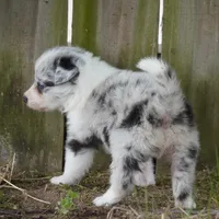 Caspian, a male Border Collie for sale in Douglass, KS – Photo 4 of 4