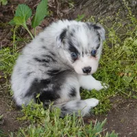 Caspian, a male Border Collie for sale in Douglass, KS – Photo 3 of 4