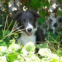 Cascade, a male Border Collie for sale in Douglass, KS – 2 of 2