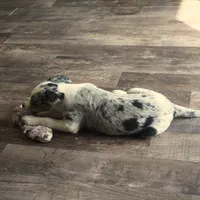 Orca, a male Border Collie for sale in Douglass, KS – 6 of 8