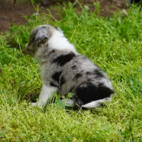 Cannon, a male Border Collie for sale in Douglass, KS – Photo 5 of 7