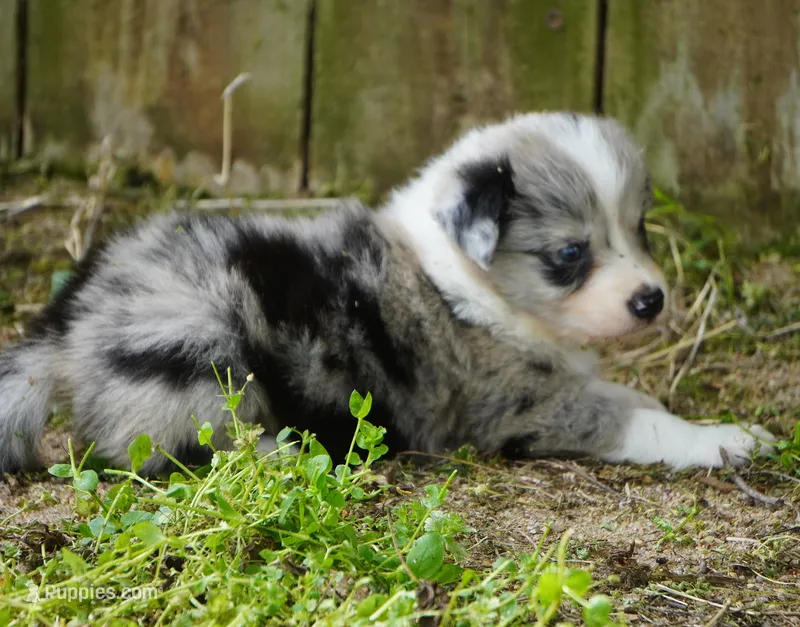 Cannon – Border Collie puppy for sale in Douglass, KS