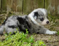 Cannon, a male Border Collie for sale in Douglass, KS – Photo 1 of 7