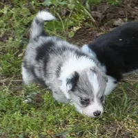 Cannon, a male Border Collie for sale in Douglass, KS – Photo 2 of 7
