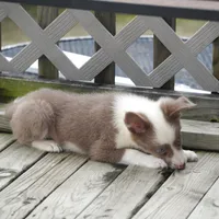 Torque, a male Border Collie for sale in Douglass, KS – 10 of 10