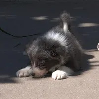 Cascade, a  Border Collie for sale in Douglass, KS – 3 of 10