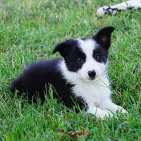 Isla, a female Border Collie for sale in Douglass, KS – 2 of 6