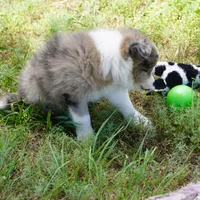 Nimbus, a male Border Collie for sale in Douglass, KS – 3 of 3