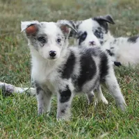 Ocean, a female Border Collie for sale in Douglass, KS – 5 of 7