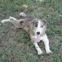 Titan, a male Border Collie for sale in Douglass, KS – 3 of 7