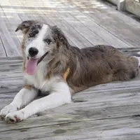 Titan, a male Border Collie for sale in Douglass, KS – 2 of 5