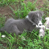 Cascade, a male Border Collie for sale in Douglass, KS – 6 of 8