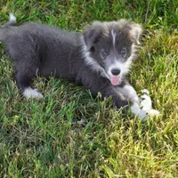 Cascade, a male Border Collie for sale in Douglass, KS – 7 of 8
