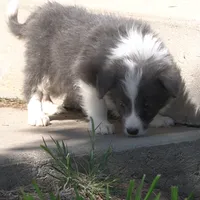 Colt, a male Border Collie for sale in Douglass, KS – 5 of 10