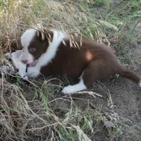 Tatum, a female Border Collie for sale in Douglass, KS – 4 of 4