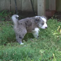 Nomad, a male Border Collie for sale in Douglass, KS – 4 of 4