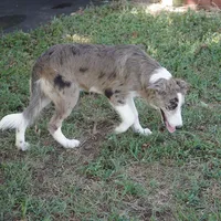 Titan, a male Border Collie for sale in Douglass, KS – 4 of 7