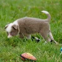 Torque, a male Border Collie for sale in Douglass, KS – 5 of 5