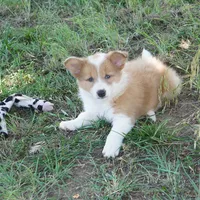 Nutmeg, a male Border Collie for sale in Douglass, KS – 4 of 6