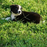Omaha, a female Border Collie for sale in Douglass, KS – 1 of 3