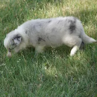 Typhoon, a male Border Collie for sale in Douglass, KS – 3 of 3