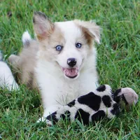 Icarus, a male Border Collie for sale in Douglass, KS – 4 of 7